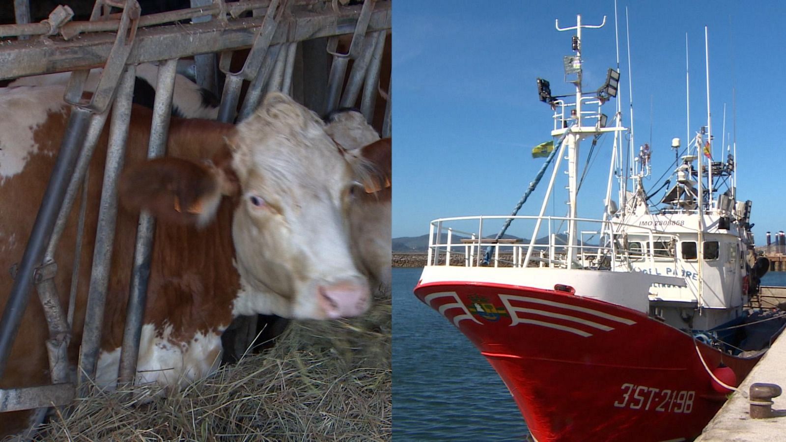 Díptico con una vaca en establo y un barco pesquero con matrícula 3ªST-2198 y nombres JOSELITO y COLL PATRE, ilustrando el impacto del coste del combustible en el sector primario.