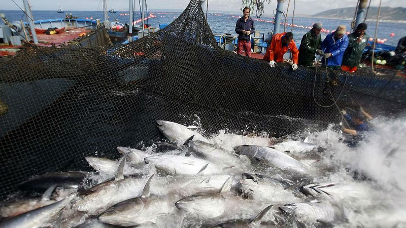 Día Mundial del Atún: hasta 700 kilos de sabor e inteligencia