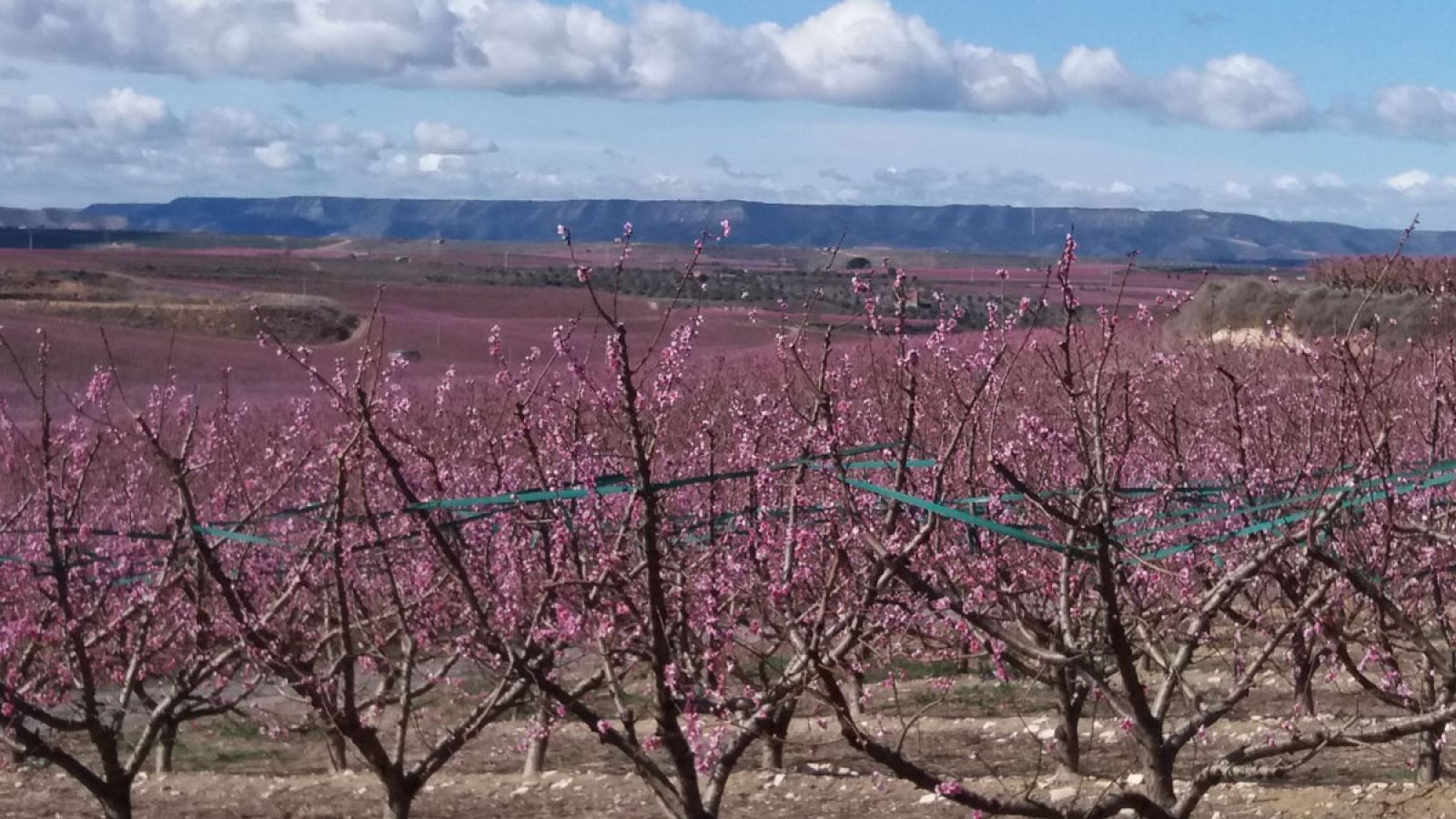 Repor - De flor en flor