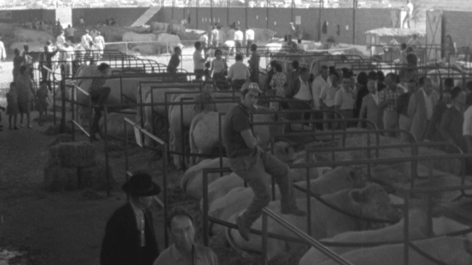 Fotografía en blanco y negro de una feria ganadera con corrales metálicos, ganado bovino y numerosas personas transitando entre las vallas.