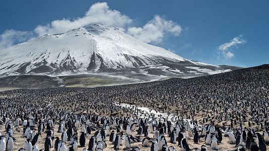 El cambio clim�tico diezma la mayor colonia de ping�inos del mundo.