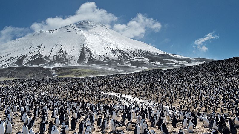 El cambio clim�tico diezma la mayor colonia de ping�inos del mundo, que pierde dos tercios de su poblaci�n