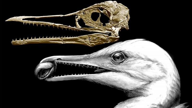 El hallazgo de un antiguo pájaro con pico y dientes arroja luz sobre la evolución de los dinosaurios a las aves