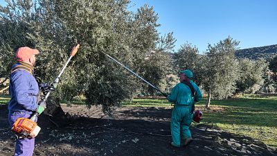 Agricultores recogen aceituna