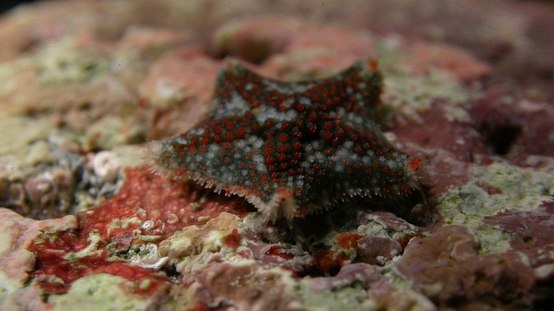 Investigadores del CSIC descubren dos nuevas especies de estrellas de mar