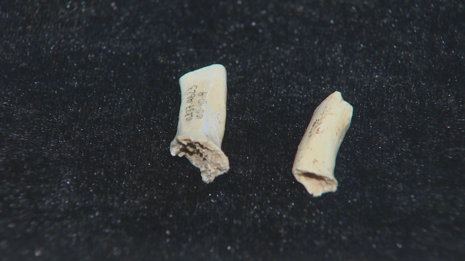 Primer plano de dos fragmentos óseos fósiles de una mano derecha de neandertal dispuestos verticalmente sobre fondo negro con iluminación directa.