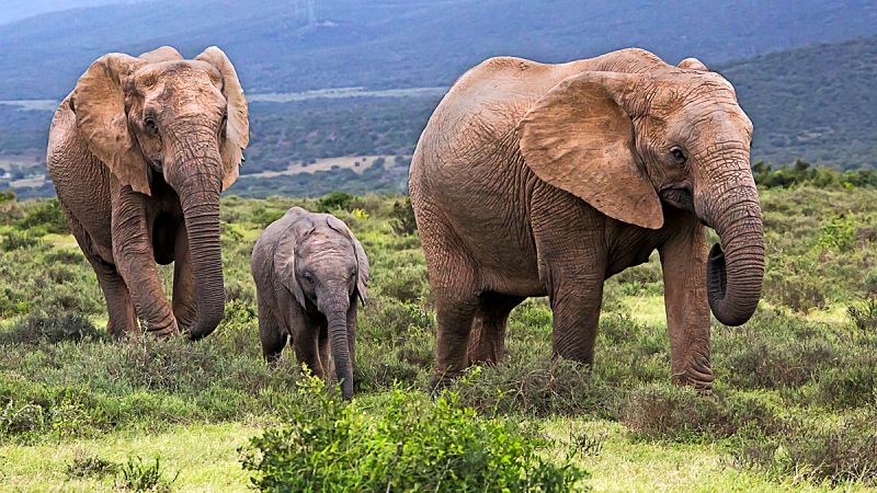 Detectores de terremotos para proteger a los elefantes