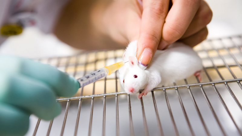 Desarrollan un cultivo celular que trata con éxito la diabetes tipo 1