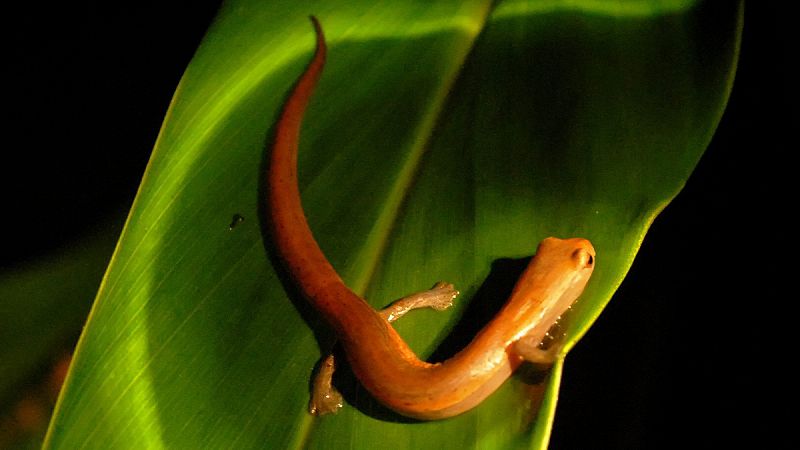 Piden prohibir el comercio de anfibios desde Asia para evitar su desaparición