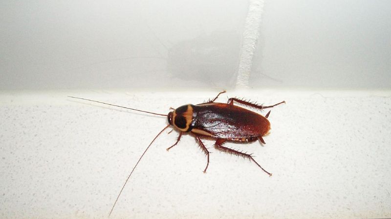 Detectada en Madrid la cucaracha australiana, una nueva especie no autóctona