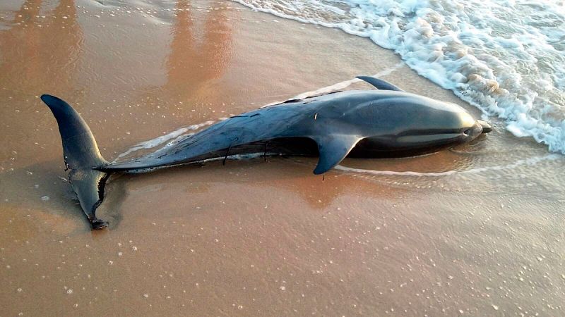 Alertan de que la sobrepesca del Mediterráneo causa que los cetáceos queden varados