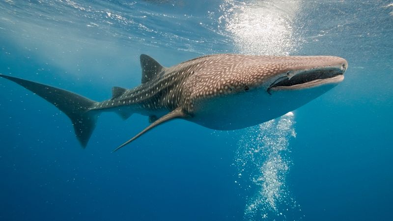Un tiburón ballena realiza la mayor migración transpacífica jamás registrada