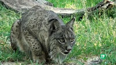 Territorio lince