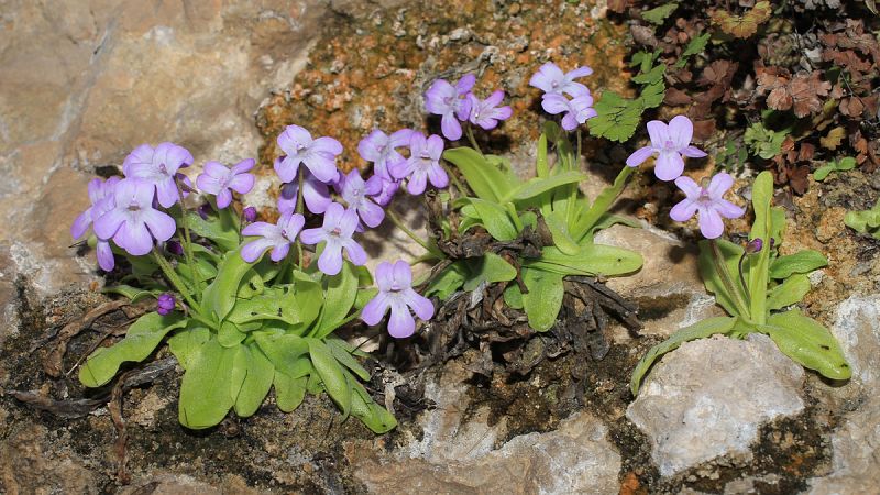 Hallan una nueva planta carnívora en España muy delicada