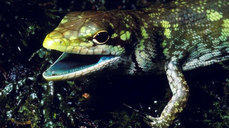 Desvelan el misterio de la sangre verde de los lagartos de Nueva Guinea