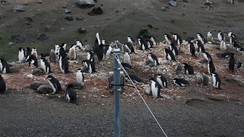 Emplean cámaras automáticas para seguir durante un año a pingüinos de la Antártida