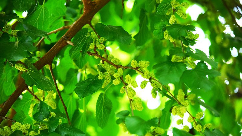 Alertan de una nueva plaga de escarabajos asiáticos que mata las moreras