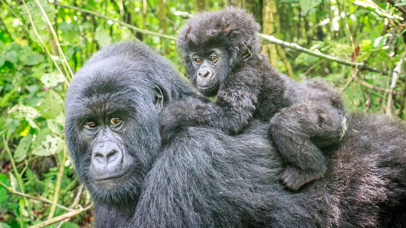 La población de gorilas de montaña vuelve a superar el millar de ejemplares