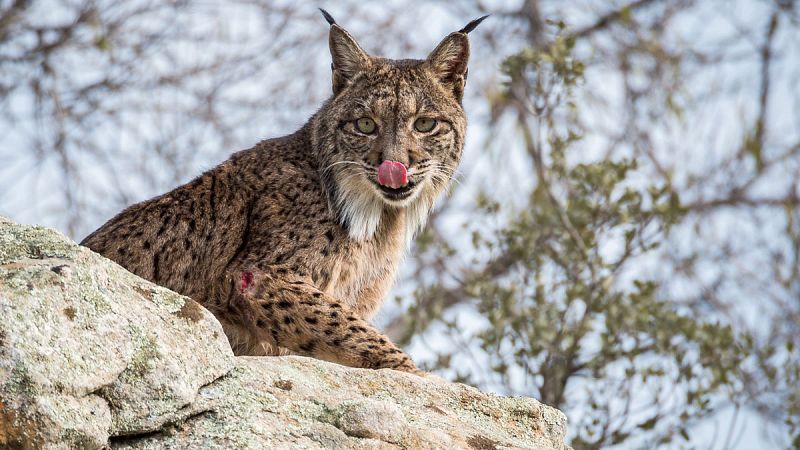 Detectan un lince ibérico en Barcelona por primera vez en un siglo