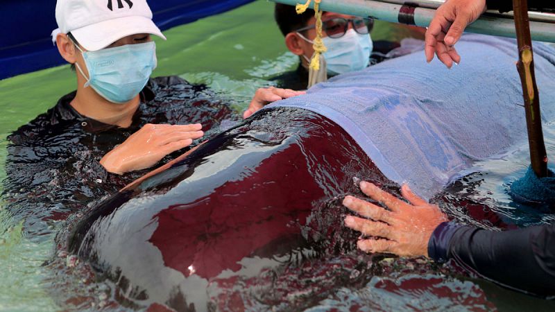 Muere una ballena en Tailandia tras tragarse 80 bolsas de plástico