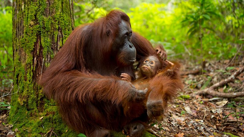 La tala ilegal de árboles en Indonesia amenaza gravemente a los orangutanes