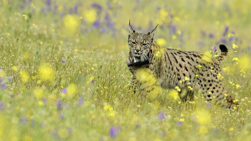 Capturado cerca de Barcelona el lince Litio