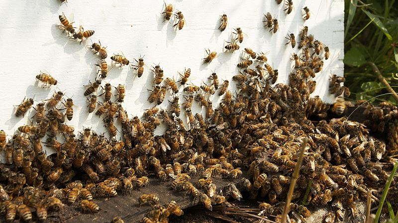 Un matrimonio de octogenarios, en estado muy grave después de ser atacados por miles de abejas en Ávila