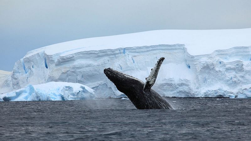 Greenpeace halla plásticos y químicos en aguas de la Antártida