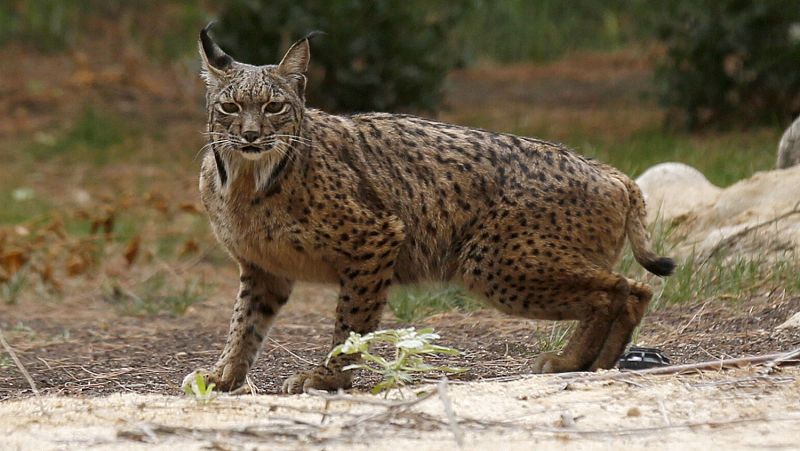 El lince Litio, perfecto de salud, será liberado en Andalucía o Portugal