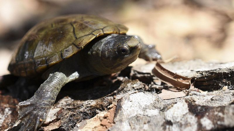 Descubren una nueva especie de tortuga en el oeste de México