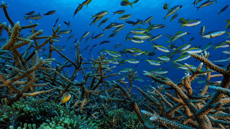 La sobrepesca y los microplásticos amenazan la supervivencia de los mares