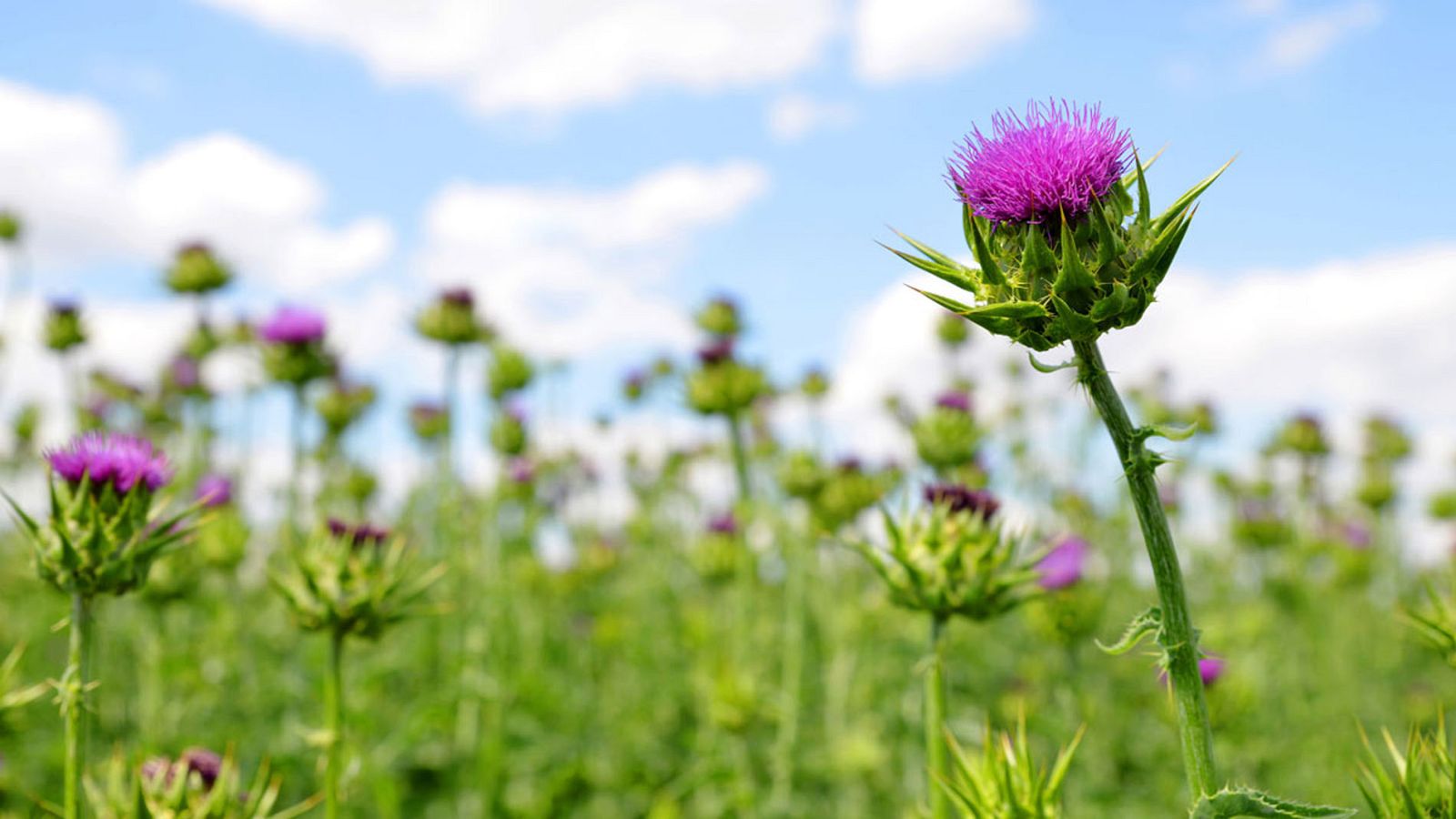 Aumentan la vida de pacientes con metástasis cerebral gracias a una molécula extraída de un cardo | Ver