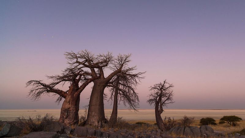 Los baobabs milenarios de África se mueren
