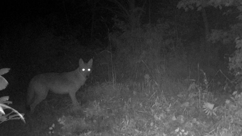 La actividad humana hace que los mamíferos sean cada vez más nocturnos, según un estudio