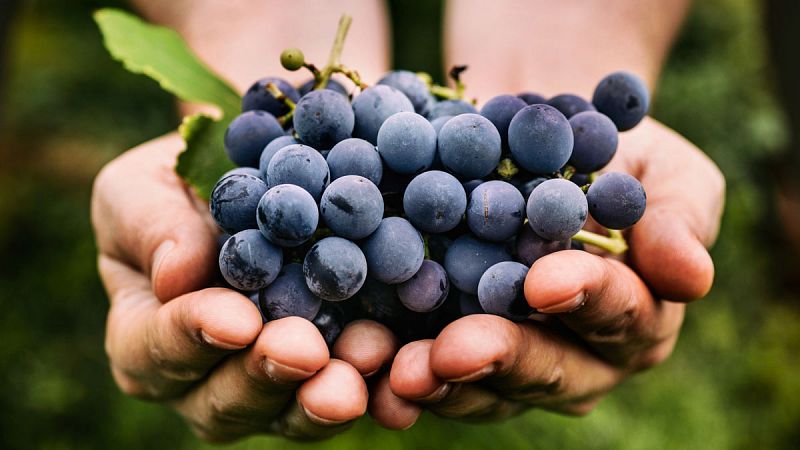 El resveratrol, un compuesto de las uvas, protege contra alteraciones celulares del alzhéimer