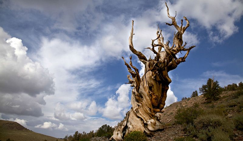 Desvelan el secreto de por qué algunos árboles pueden vivir miles de años