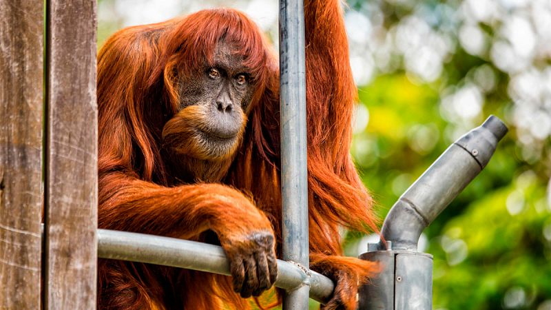 Muere el orangután más viejo del mundo en un zoo australiano