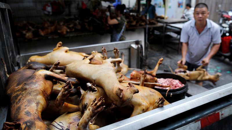 La ciudad china de Yulin celebra su festival de carne de perro pese a las alertas de riesgo para salud