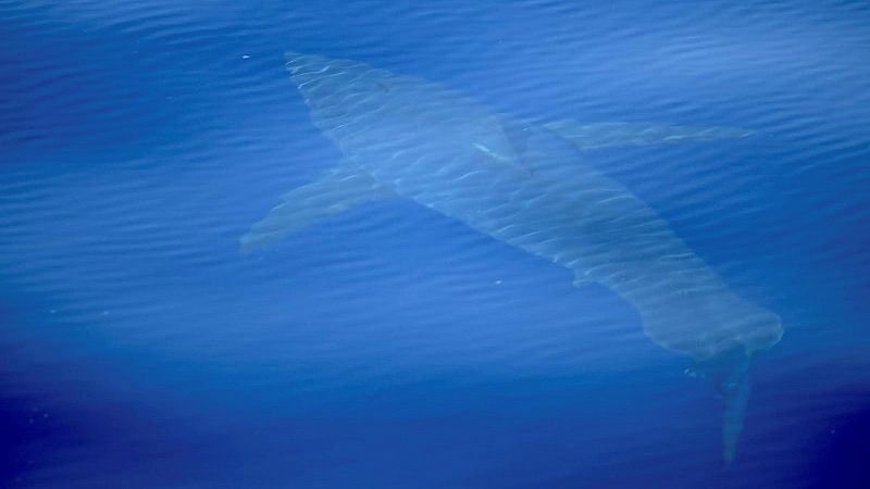 Avistan un tiburón blanco de cinco metros de longitud en aguas de Baleares por primera vez en tres décadas