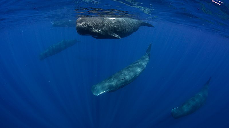 El corredor de cetáceos del Mediterráneo, declarado Área Marina Protegida