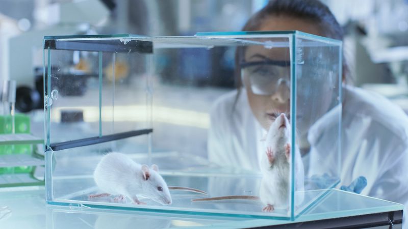Demuestran en ratones que la melatonina podría ayudar a tratar el alzhéimer