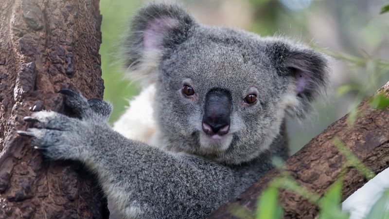 Salvar a los koalas es posible a través de su genoma