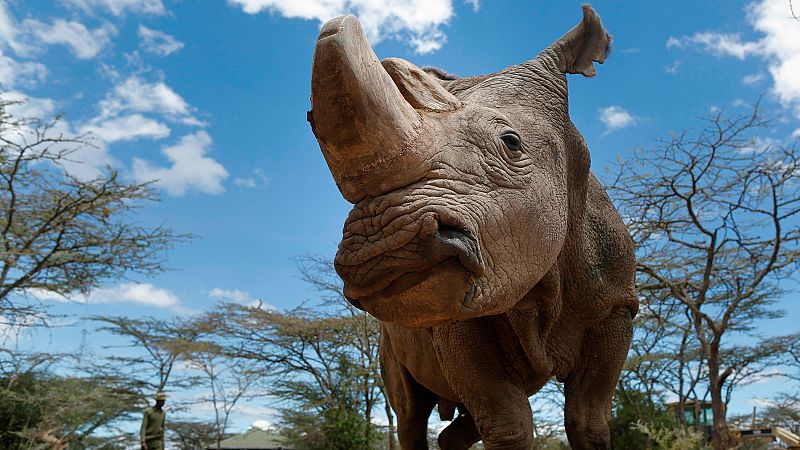 Crean los primeros embriones de laboratorio para recuperar a un rinoceronte casi extinto