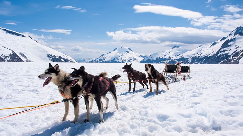 Los primeros perros de Norteamérica llegaron ya desde Siberia domesticados