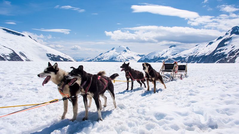 Los primeros perros de Norteamérica llegaron ya desde Siberia domesticados