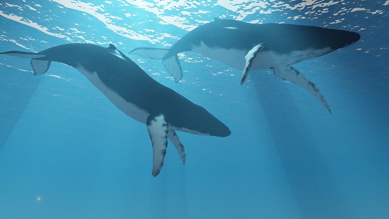 El aumento del tráfico marítimo en el Ártico por el calentamiento global amenaza a las ballenas