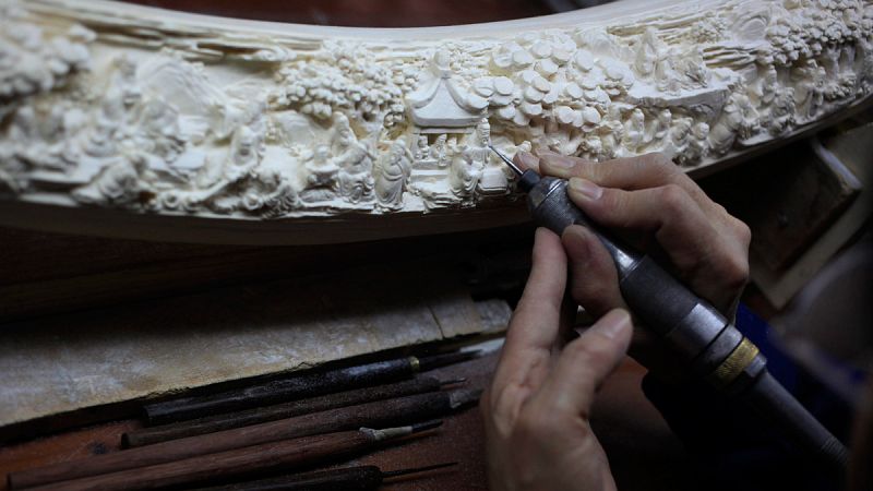 Un informe constata la venta ilegal de marfil de elefante africano en la Unión Europea