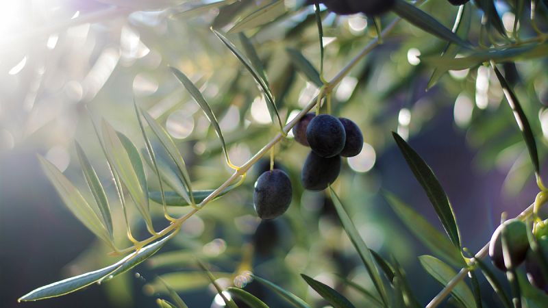 EE.UU. da un paso más para imponer aranceles sobre la aceituna española