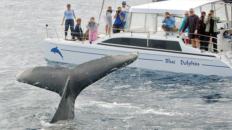 Canadá impone medidas para proteger a las ballenas de los turistas