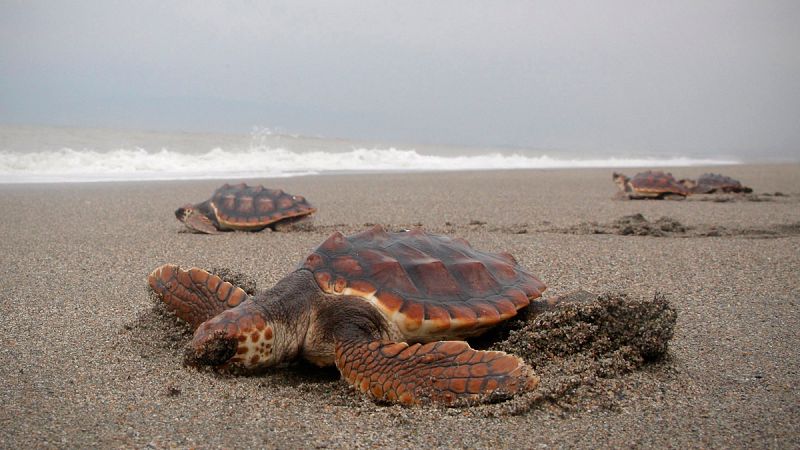 Aumenta la población de tortugas bobas en España, debido a la subida de la temperatura del mar